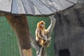 Snub-nosed Monkey(Golden Monkey) Royalty Free Stock Photo
