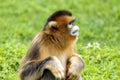 golden monkey Royalty Free Stock Photo