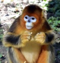 Snub-nosed Monkey