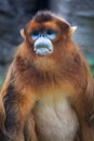 snub-nosed monkey Royalty Free Stock Photo
