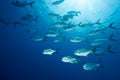Snubnose pompano Royalty Free Stock Photo