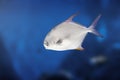 Snubnose Pompano - Marine fish Royalty Free Stock Photo