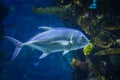 Snubnose Pompano - Trachinotus Blochii are in the tropical waters of the ocean