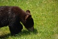 Snuffling Black Bear Cub in Green Grass Royalty Free Stock Photo