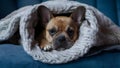 Snug Pup in a Blanket Cocoon. Concept Pet Portraits, Cozy Comfort, Blanket Burrito