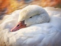 Snuggled Downy Goose