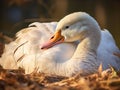 Snuggled Downy Goose