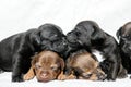 Snuggling puppies Royalty Free Stock Photo