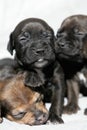 Snuggling puppies Royalty Free Stock Photo