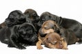 Snuggling puppies Royalty Free Stock Photo