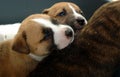 Snuggling puppies Royalty Free Stock Photo