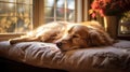 snuggly dog cozy
