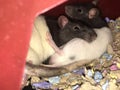 Snuggly male rats