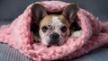 Snuggly Pup in a Pink Blanket Cocoon. Concept Pets, Photography, Cozy Vibes, Blanket Cocoon, Puppy