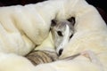 Snuggly whippet