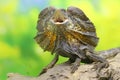 Soa Payung also known as the frilled lizard or frilled dragon is showing a threatening expression. Royalty Free Stock Photo