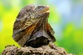 Soa Payung also known as the frilled lizard or frilled dragon is showing a threatening expression. Royalty Free Stock Photo