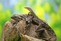 Soa Payung also known as the frilled lizard or frilled dragon basking with the monitor lizard Varanus salvator.