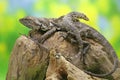 Soa Payung also known as the frilled lizard or frilled dragon basking with the monitor lizard Varanus salvator.