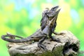 Soa Payung also known as the frilled lizard or frilled dragon is showing a threatening expression. Royalty Free Stock Photo