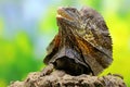 Soa Payung, also known as the frilled lizard or frilled dragon, is showing a threatening expression. Royalty Free Stock Photo