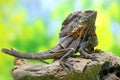 Soa Payung, also known as the frilled lizard or frilled dragon, is showing a threatening expression.