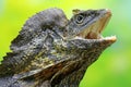 Soa Payung also known as the frilled lizard or frilled dragon is showing a threatening expression. Royalty Free Stock Photo