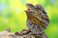 Soa Payung also known as the frilled lizard or frilled dragon is showing a threatening expression. Royalty Free Stock Photo