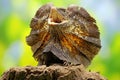 Soa Payung also known as the frilled lizard or frilled dragon is showing a threatening expression.