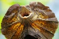 Soa Payung also known as the frilled lizard or frilled dragon is showing a threatening expression. Royalty Free Stock Photo