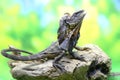 Soa Payung also known as the frilled lizard or frilled dragon, is showing a threatening expression. Royalty Free Stock Photo