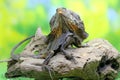 Soa Payung also known as the frilled lizard or frilled dragon, is showing a threatening expression. Royalty Free Stock Photo