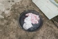 Soak dirty clothes in the basin black for cleanse Royalty Free Stock Photo