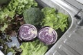 Soak the vegetables into the water to remove dirt. Royalty Free Stock Photo