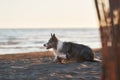 A soaked Border Collie dog rests on the beach, gazing seaward at sunset.