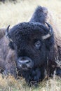 Soaked bull buffalo lying in prairie Royalty Free Stock Photo