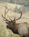 Soaked Bull Elk Royalty Free Stock Photo