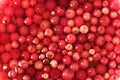Soaked cowberry background