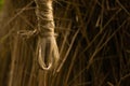 The soaked jute is being dried in the sun. Closeup image of jute. Jute is a type of bast fiber plant. Jute is the main cash crop