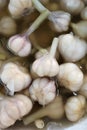 the soaked preserved vegetables white garlic the whole heads a close up in a bochenka a background in the market healthy