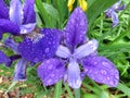 Soaked Purple Iris Flower in the Rain in May in Spring