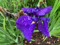 Soaked Purple Iris Flower in Summer in June