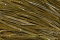 Soaked sea spaghetti Royalty Free Stock Photo