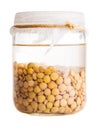 Soaked Sprouting Lentils Royalty Free Stock Photo