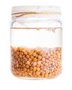 Soaked Sprouting Lentils Royalty Free Stock Photo