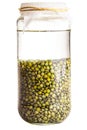 Soaked Sprouting Seeds (green Lentils) Royalty Free Stock Photo