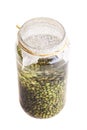 Soaked Sprouting Seeds (green Lentils) Royalty Free Stock Photo