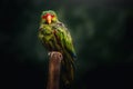 Soaked Wet Red-spectacled Amazon Parrot wing Royalty Free Stock Photo