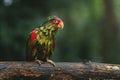 Soaked Wet Red-spectacled Amazon Parrot wing Royalty Free Stock Photo