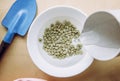 Soaking green pea seeds in warm water in bowl to fasten germination process when planting in garden. Royalty Free Stock Photo